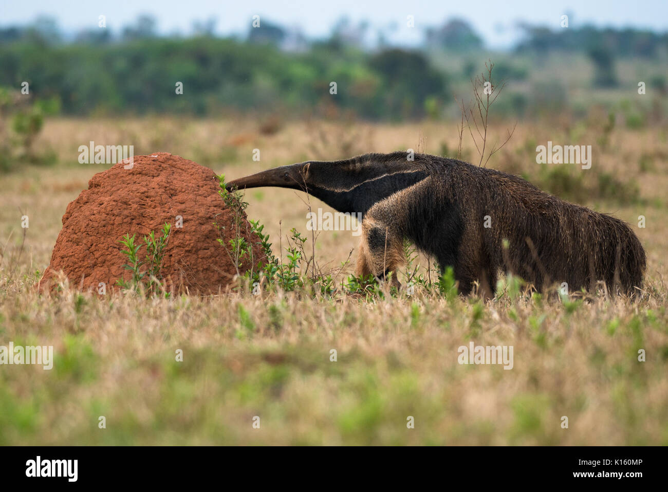 Ein Riesenanteater, der sich auf einem Termitenhügel in Zentralbrasilien ernährt Stockfoto