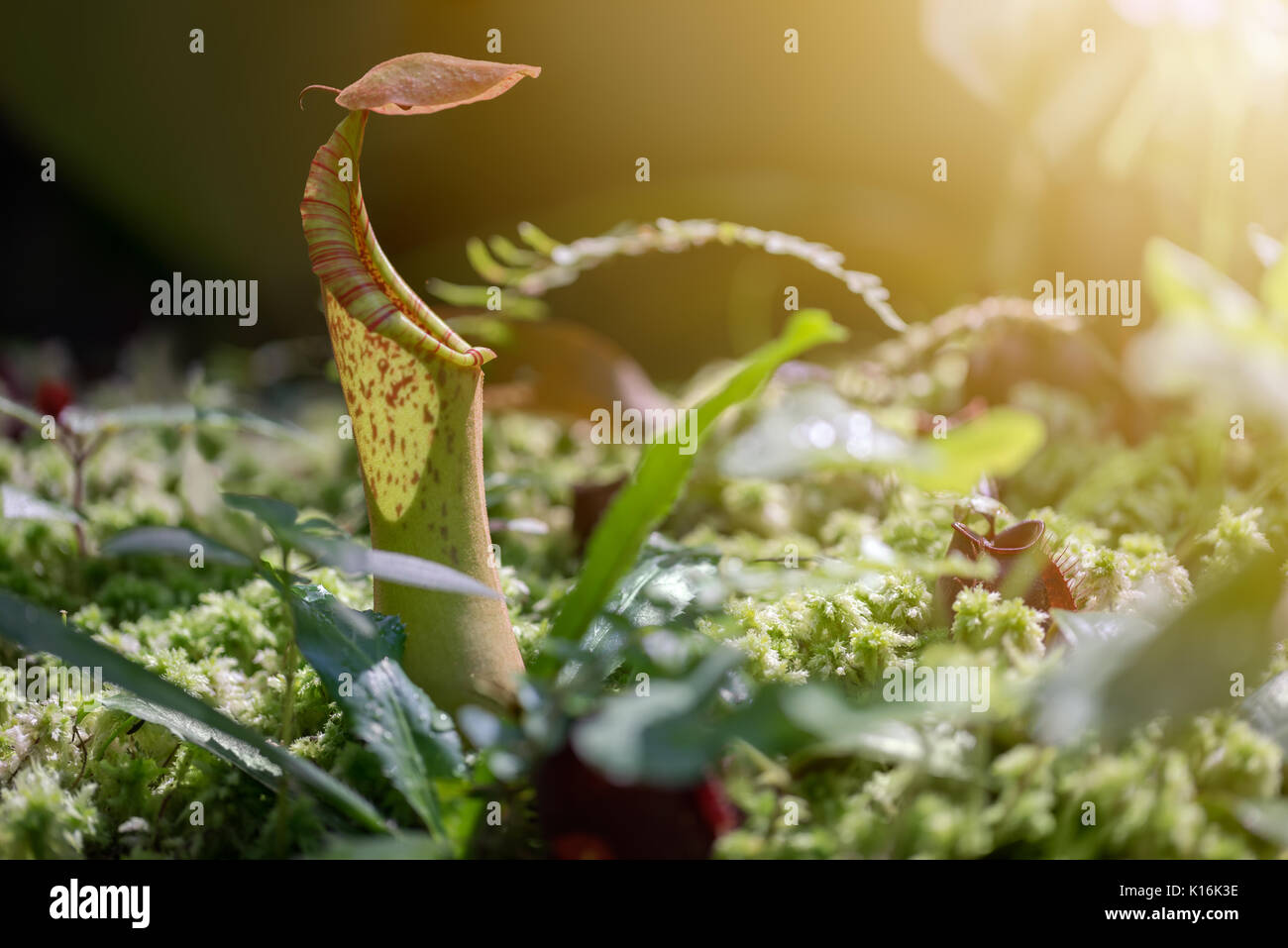 Nepenthes - schlauchpflanzen Stockfoto