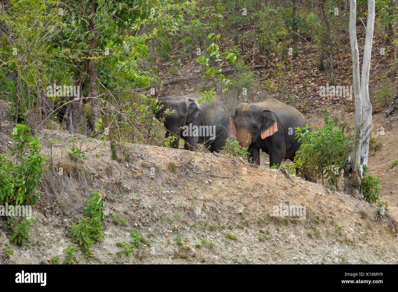 Der Elefant ist das größte Landtier, obwohl die Asiatischen Elefanten etwas geringer ist als ihre afrikanischen Cousin. Stockfoto