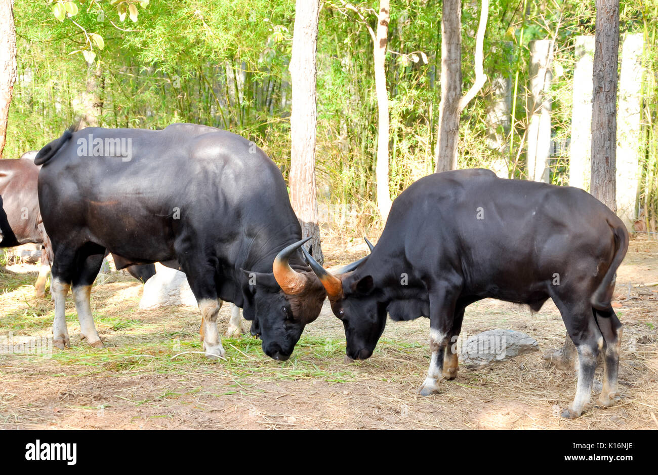 Der Junge gaur Kampf mit einem großen gaur Herde zu konkurrieren Stockfoto