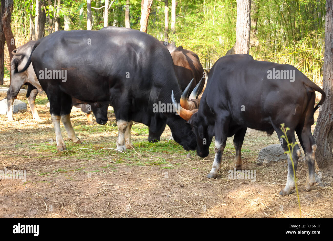 Der Junge gaur Kampf mit einem großen gaur Herde zu konkurrieren Stockfoto