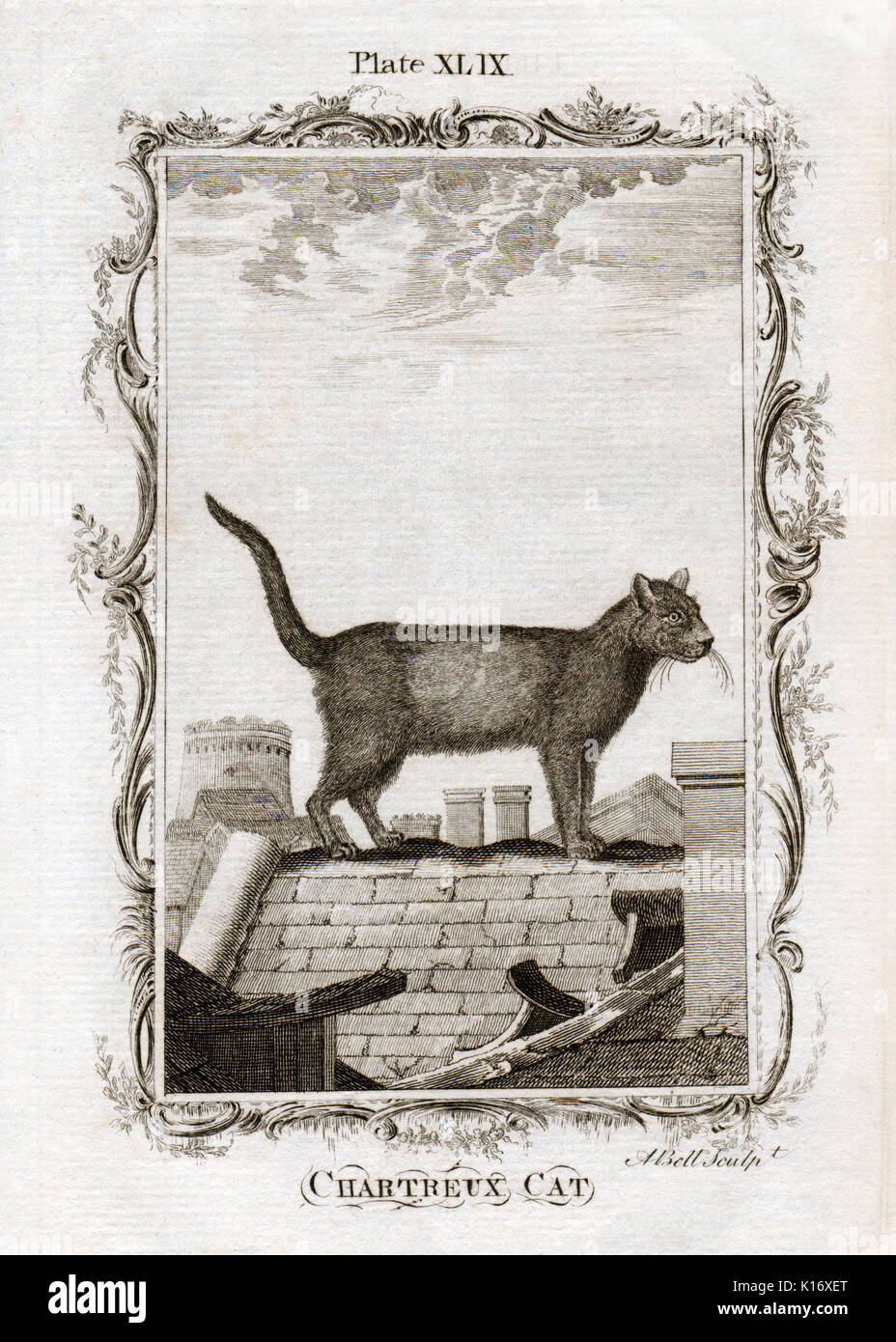 Antike Tier Drucken eines Chartreux Katze von Graf de Buffon Histoire Naturelle, Generale et Particliere, C. 1780 Stockfoto