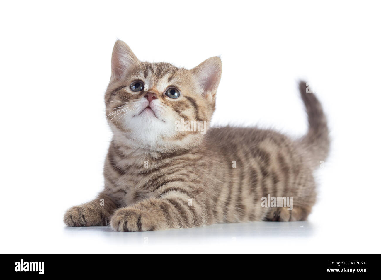 Lügen Scottish Straight Kätzchen suchen isoliert auf weißem Hintergrund Stockfoto