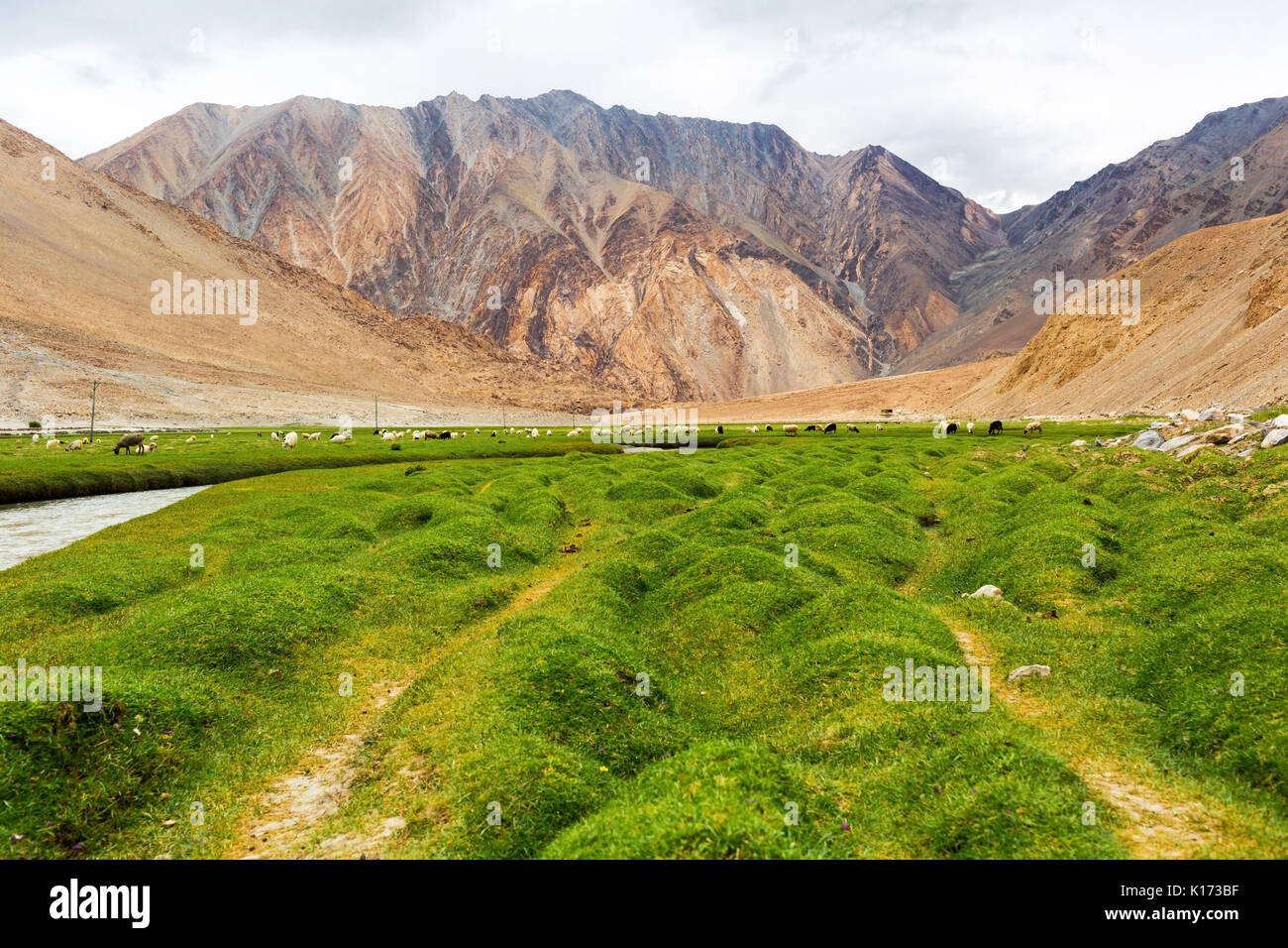 Tiere mit natürlichen Landschaft in Leh, Ladakh, Jammu und Kaschmir, Indien Stockfoto