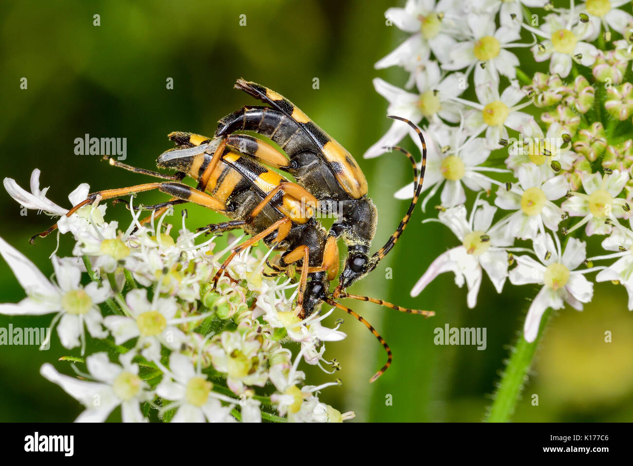 Spotted Longhorn Beetle Stockfoto