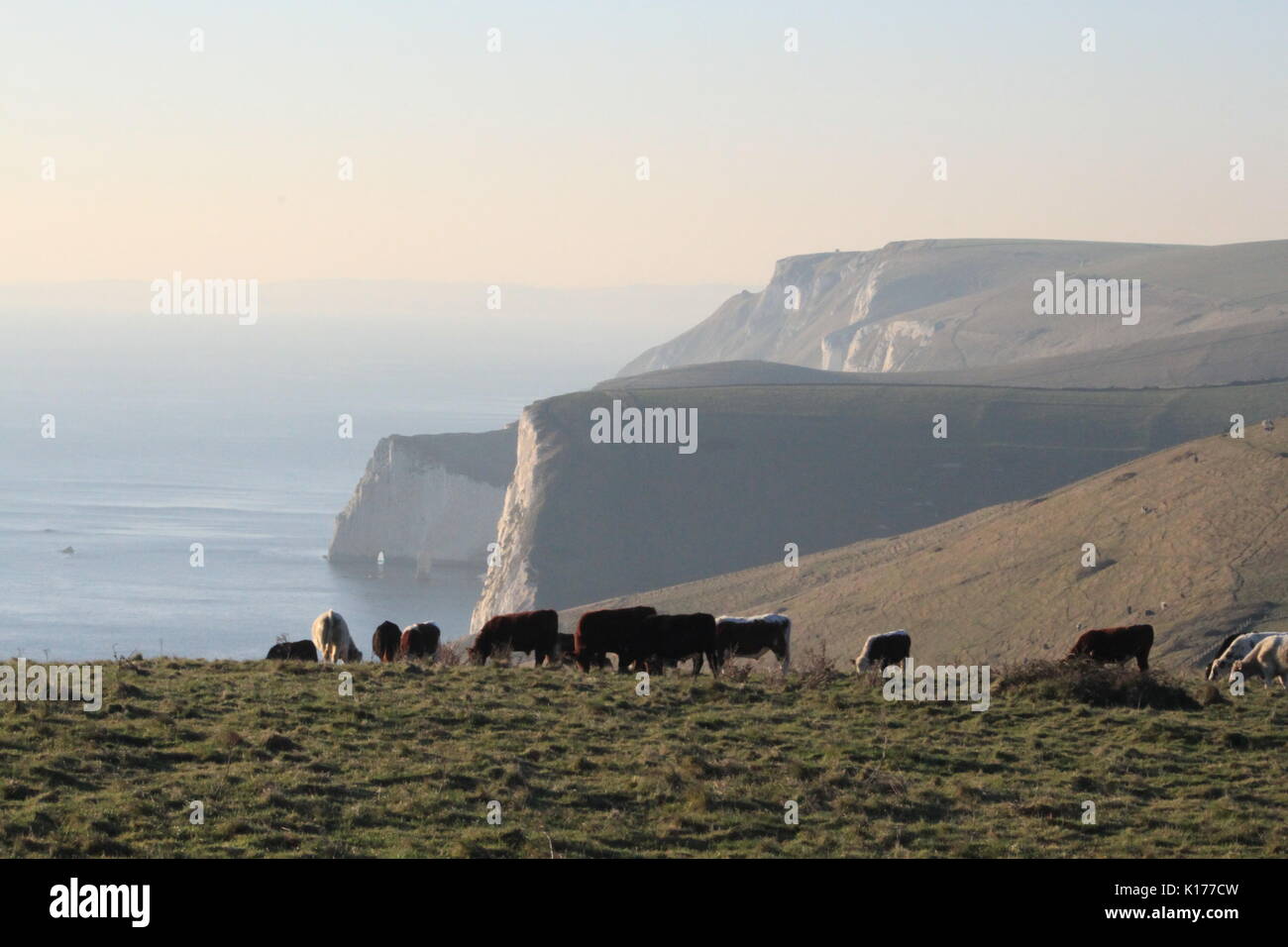 Britische Landschaft Hügel mit britischen Kuhmilch. Standort Lulworth Cove von Durdle Door Strand in Dorset Stadt in England. Stockfoto