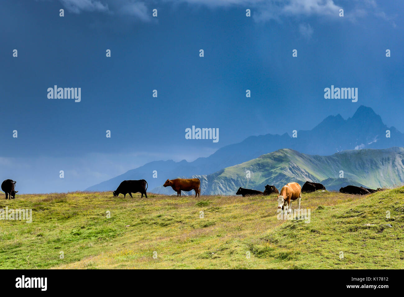 Alp Kühe auf der Weide Stockfoto