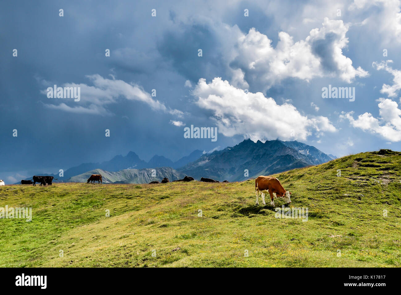 Alp Kühe auf der Weide Stockfoto