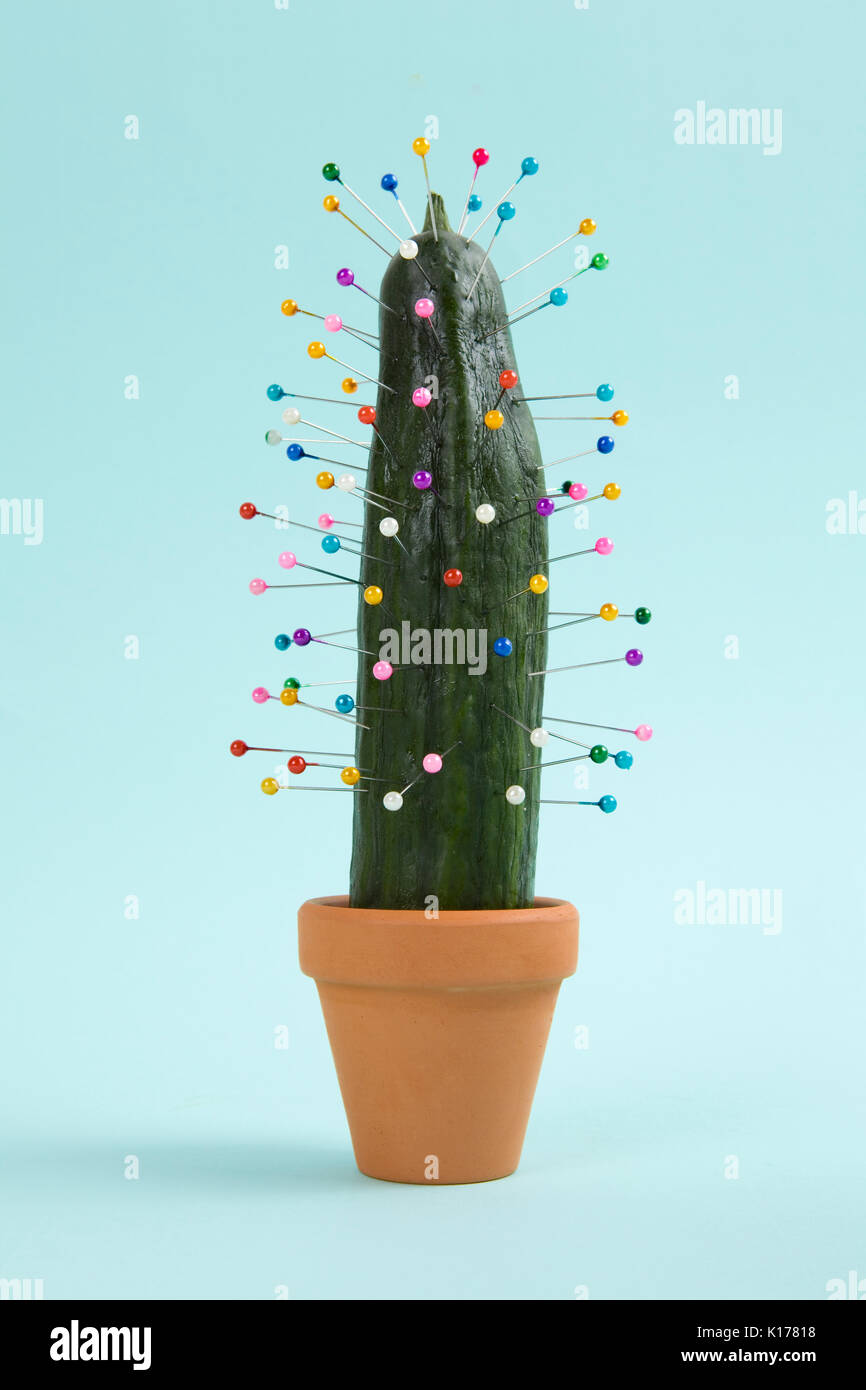 Eine schrullige Gurke in die Stifte wie eine voodoo Puppe eingefgt werden.  Minimale Farbe still life Fotografie Stockfotografie - Alamy