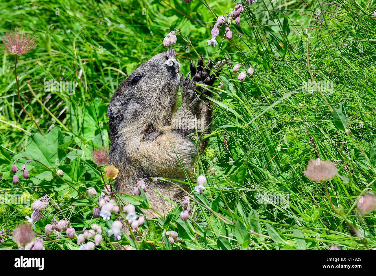 Alpine marmot Blumen Essen Stockfoto