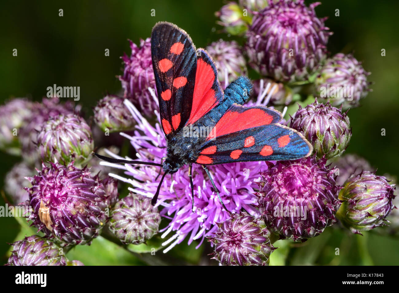 Sechs-Spot Burnet Stockfoto