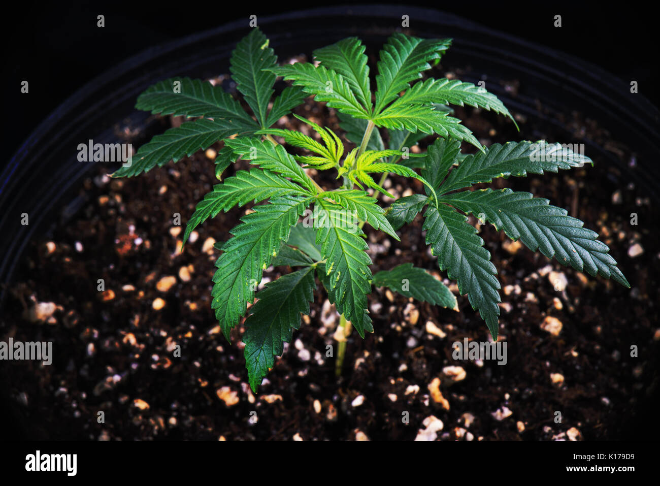 Kleine Topfpflanzen Cannabispflanze (grn Crack Belastung) etwa 4 Wochen  alt im Boden mittlerer medizinisches Marihuana Landwirtschaft Konzept  Stockfotografie - Alamy