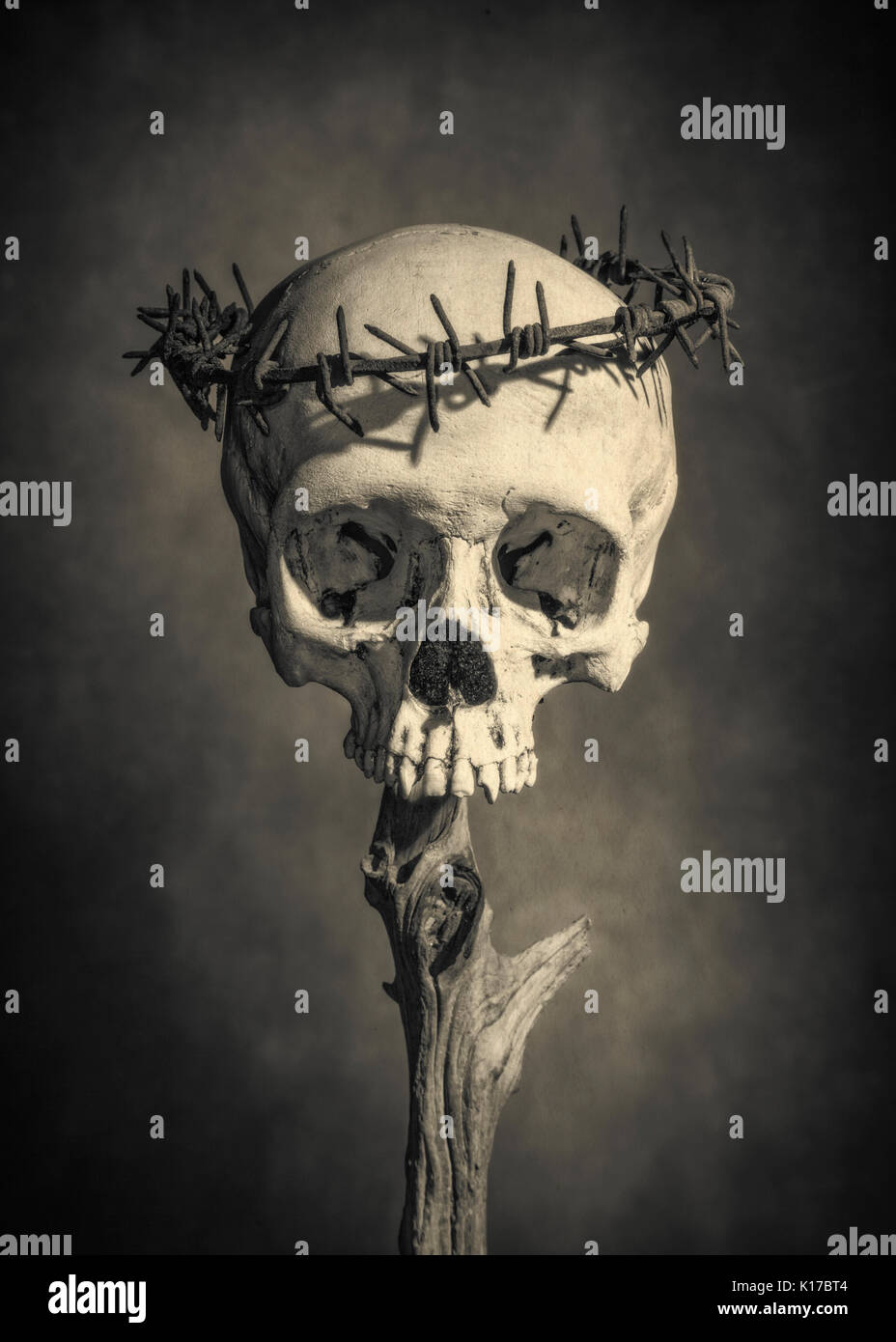 Schwarze und weiße Schädel mit Stacheldraht Krone Stockfoto