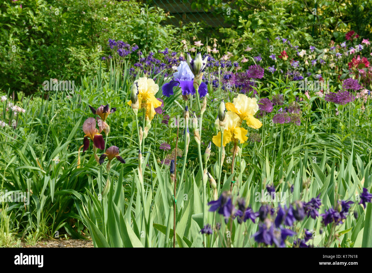 Bärtige Schwertlilien (Iris Lanceolata) und Zierpflanzen Zwiebeln (Allium). Stockfoto