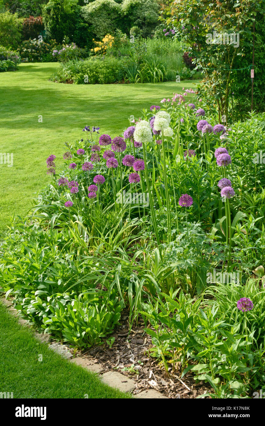 Zierpflanzen Zwiebeln (Allium) in einem beständigen Garten. Design: Marianne und Detlef lüdke Stockfoto