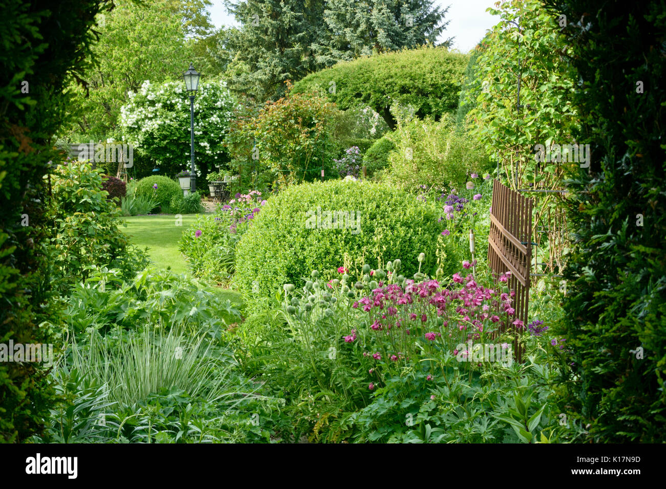 Columbines (Aquilegia) und boxwoods (buxus) in einem beständigen Garten. Design: Marianne und Detlef lüdke Stockfoto