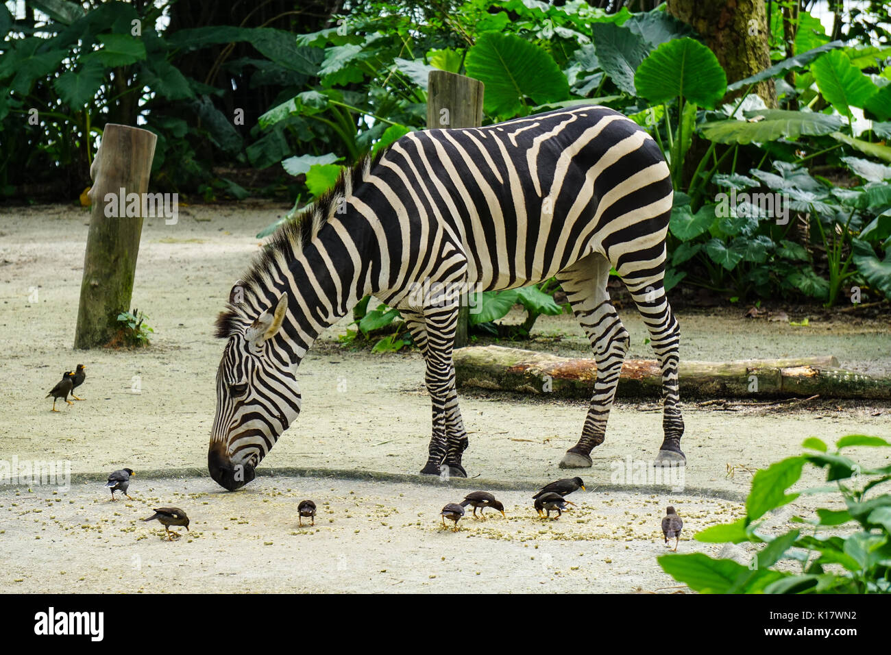 Ein zebra Fütterung im Zoo in sonniger Tag. Zebras sind das Thema der afrikanischen Märchen, Sagen, wie Sie Ihre Streifen bekam. Stockfoto