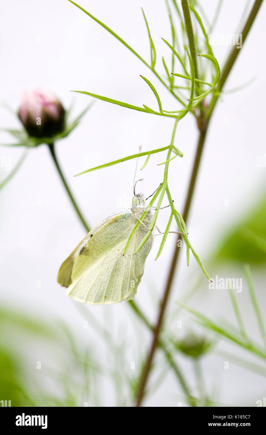 Pieris rapae auf Cosmos Bipinnatus. Kleiner Kohlweißling. Stockfoto