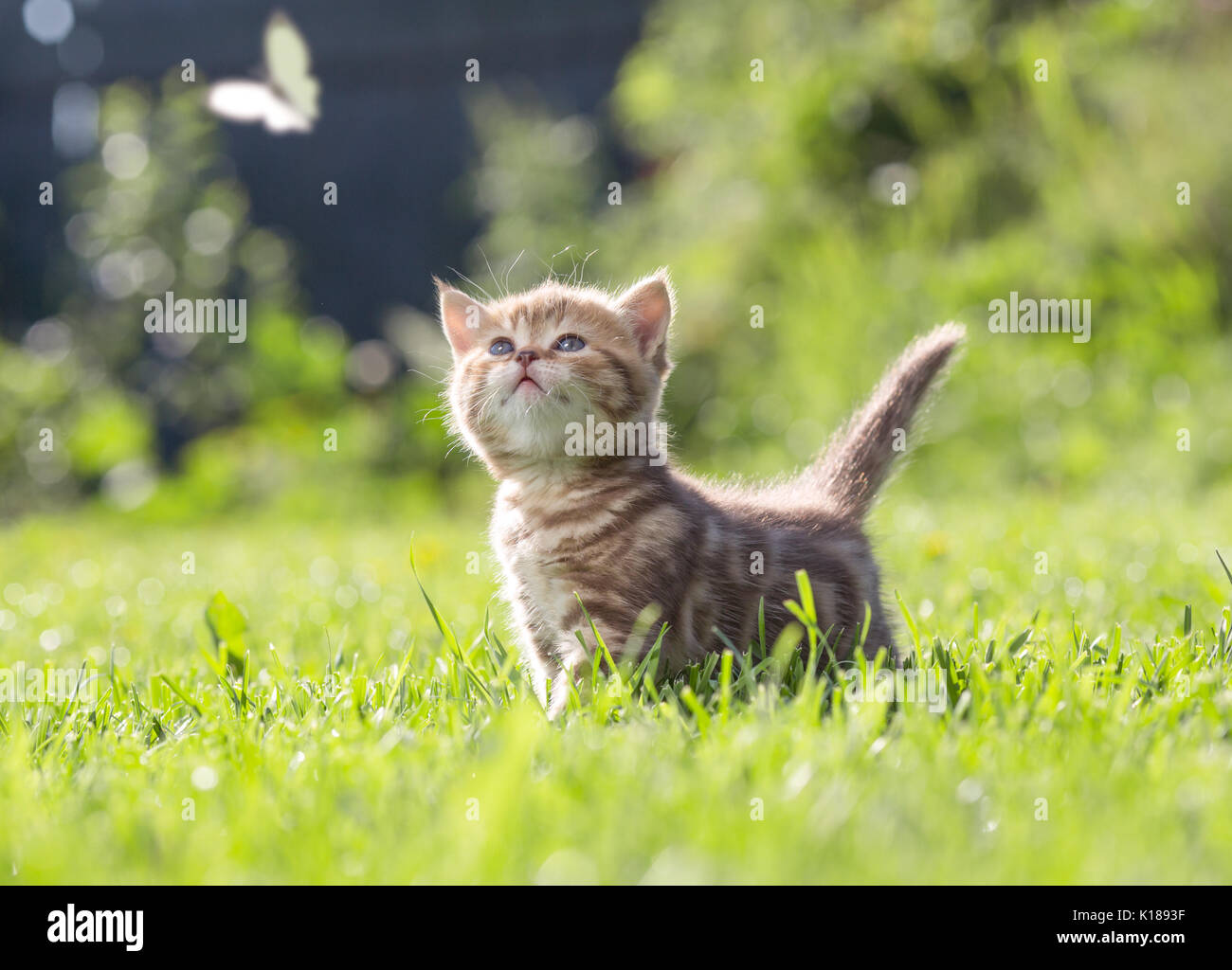 Junge Katze im freien Blick auf Schmetterling Stockfoto