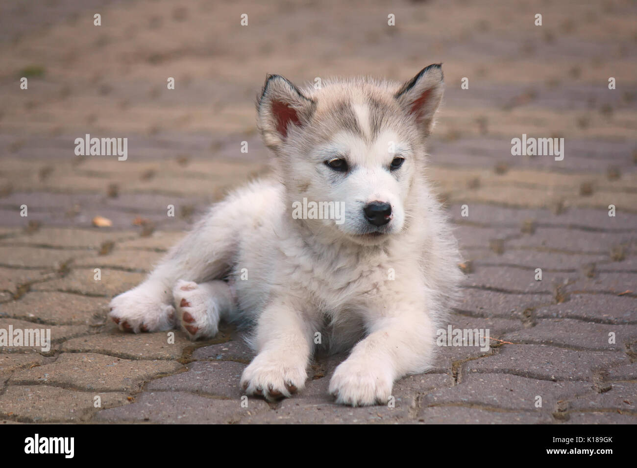 Welpen von Alaskan Malamute. Stockfoto