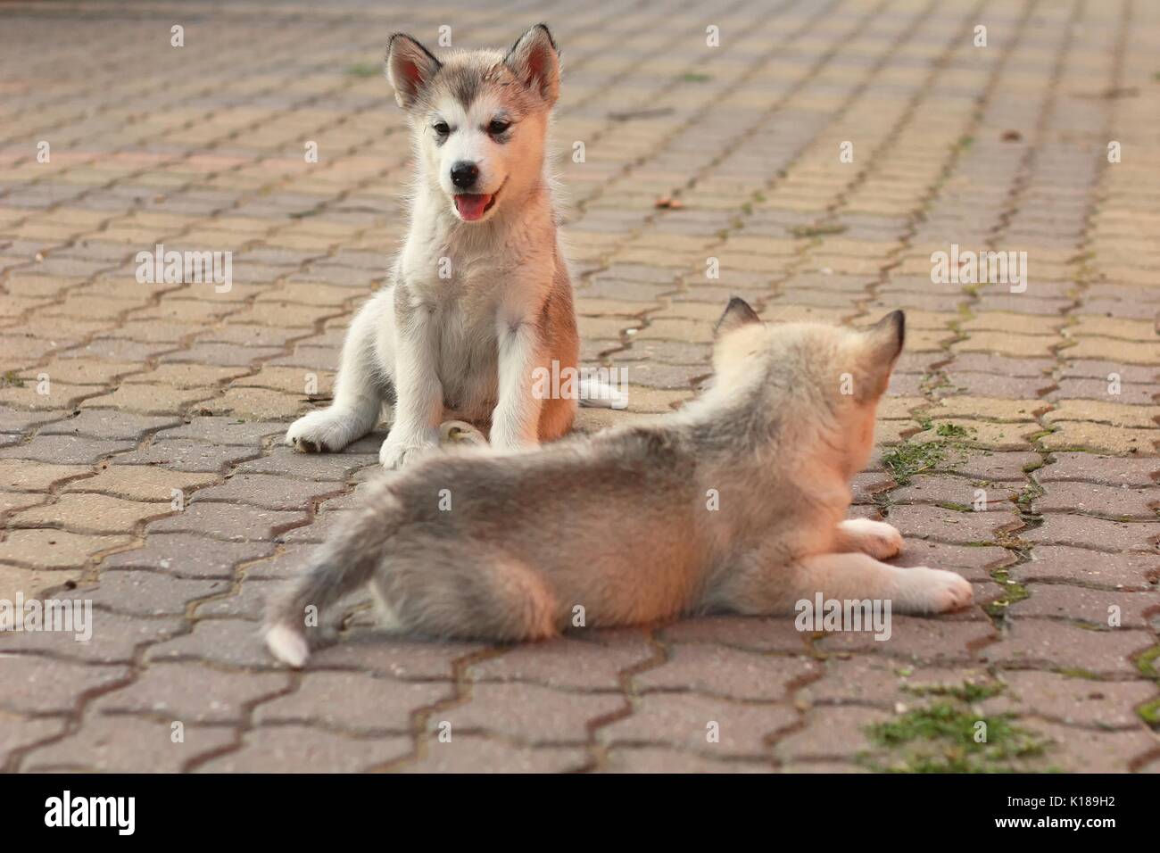 Welpen von Alaskan Malamute. Stockfoto