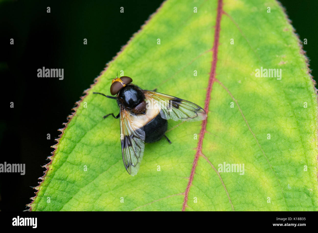 Zona pellucida Hoverfly auch als große Pied bekannt - Hoverfly - volucella pellucens - weiblich Stockfoto