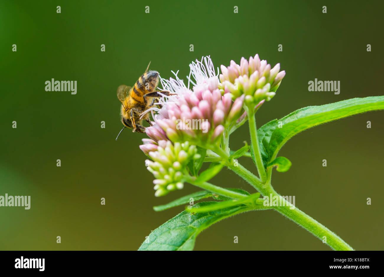 Honig Biene auf einer Eupatorium cannabinum Pflanze, auch als Hanf agrimony oder Heiligen Seil bekannt, im Spätsommer in West Sussex, UK. Honigbienen. Stockfoto