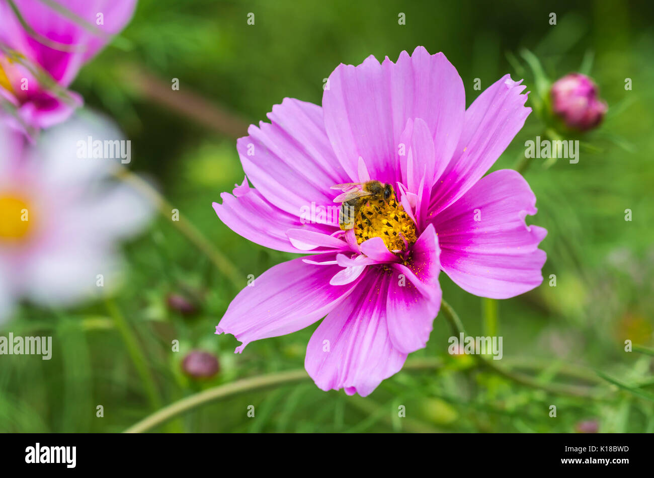 Mexikanischer Aster, AKA Cosmos bipinnatus 'Sensation Mixed' (Sensation-Serie) im Sommer mit einer Bestäubung in West Sussex, England, Großbritannien. Stockfoto