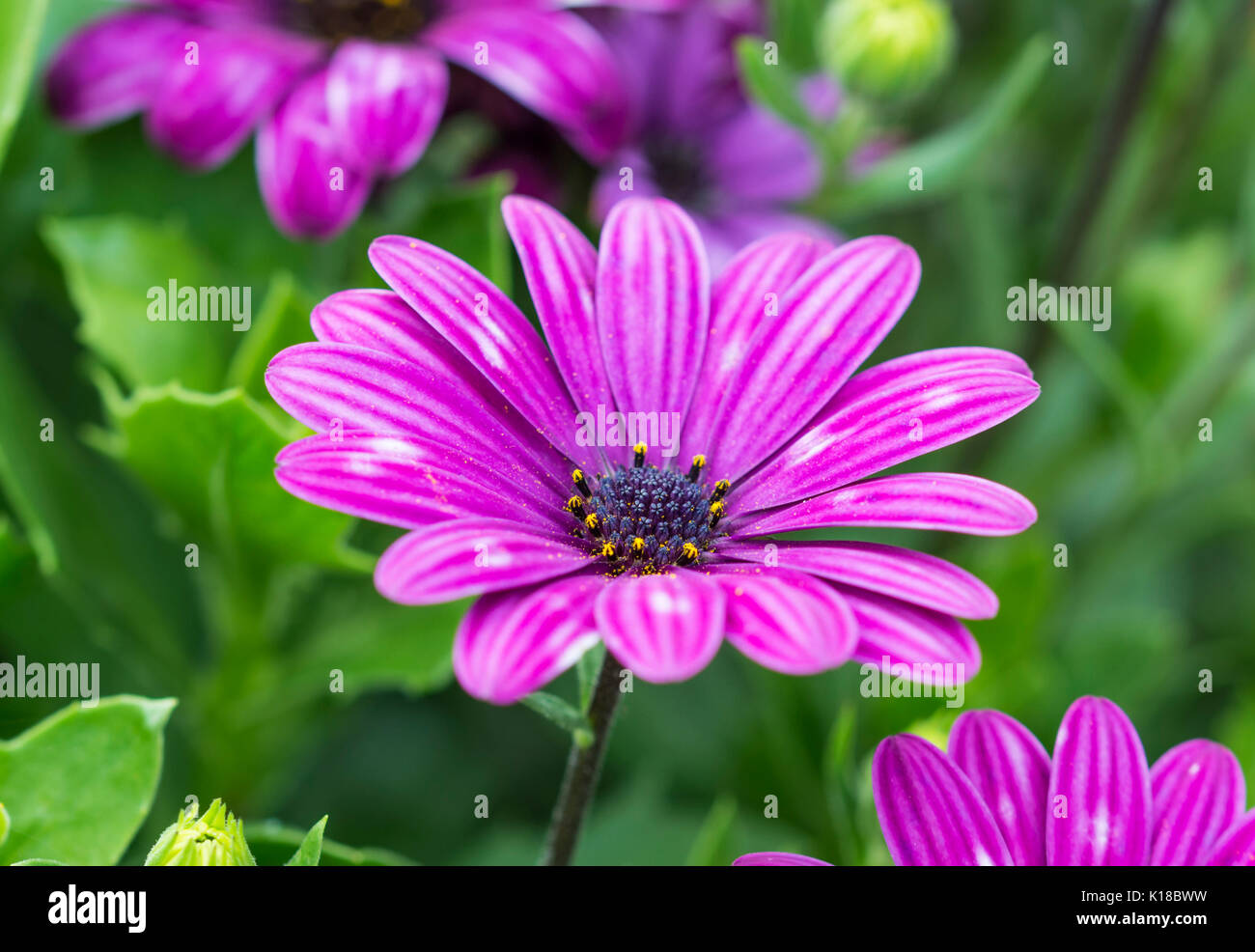 Osteospermum ecklonis, wahrscheinlich "Astra purple', AKA African Daisy im Spätsommer wächst in einem reich verzierten Blumenbeet in West Sussex, England, UK. Stockfoto