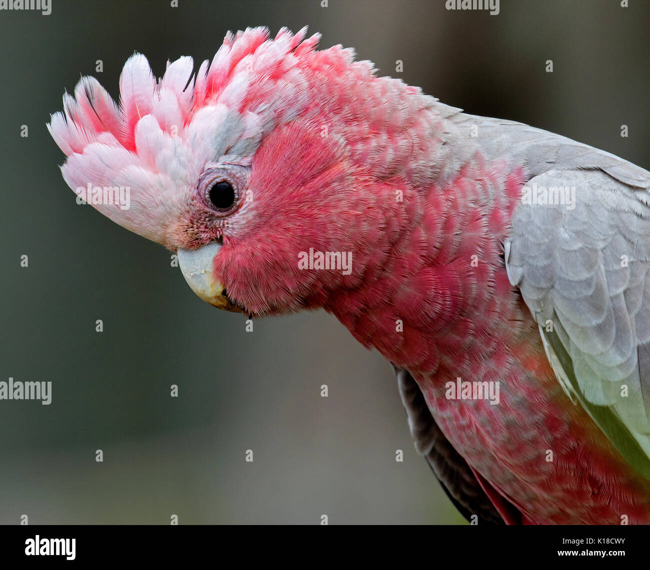 Galah Stockfoto