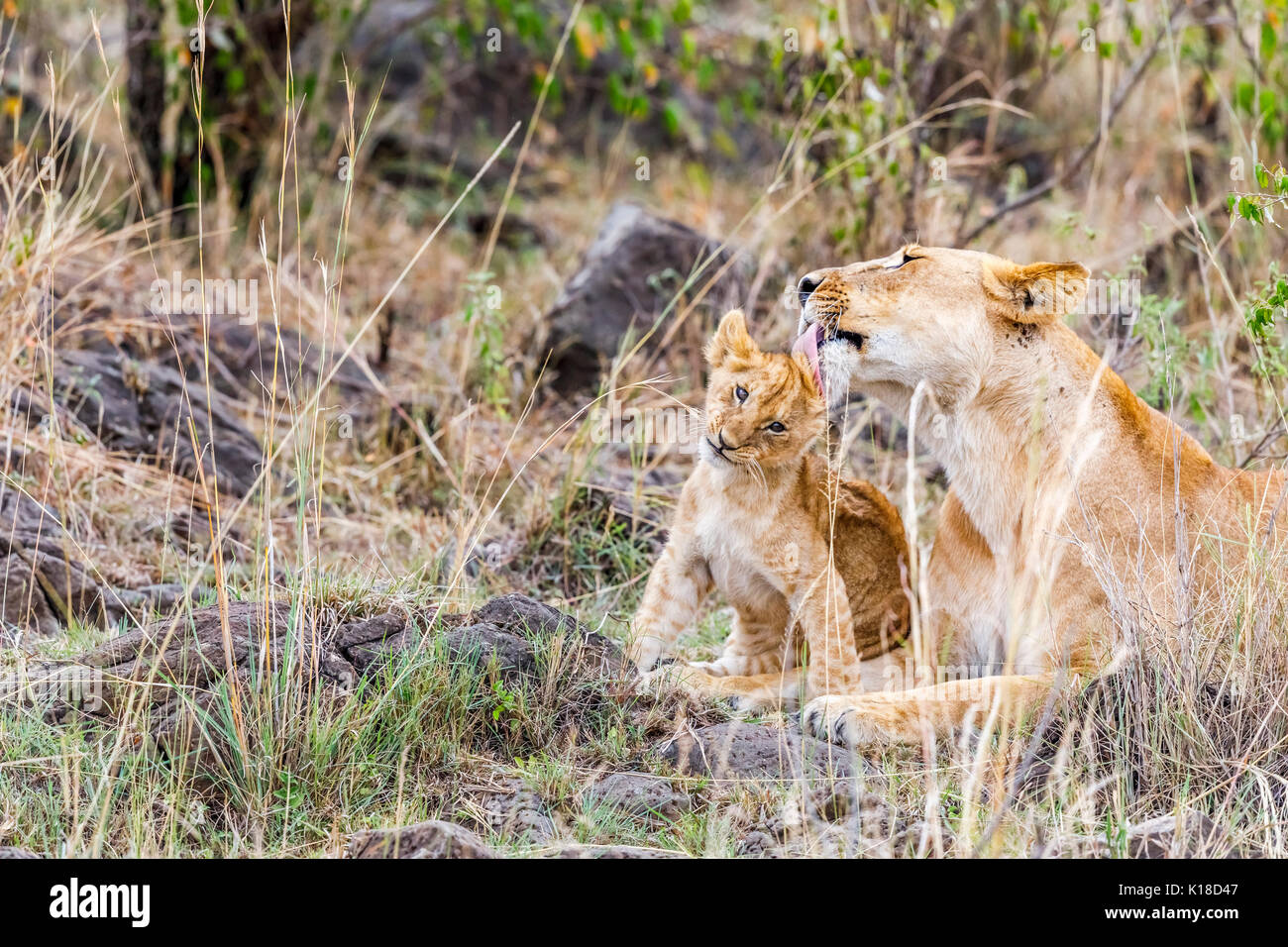 Weibliche Löwin (Panthera leo) pflegt und reinigt Ihr süsses kleine Löwenjunge durch das lecken es Fell, Masai Mara, Kenia Stockfoto