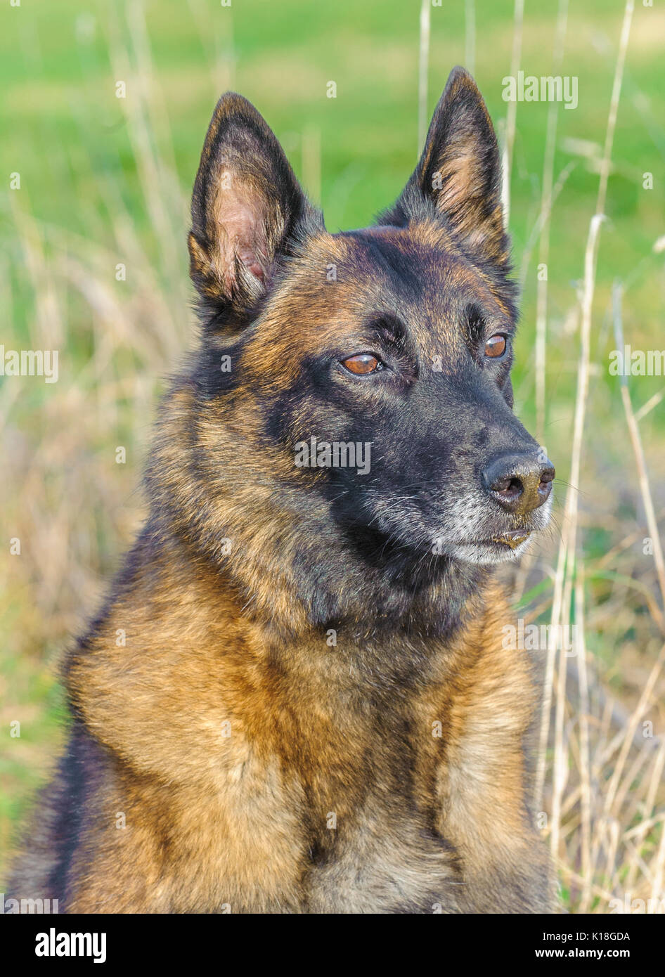 Eine belgische Malinoises Hund saß in einer Wiese während ein Hund training Stockfoto