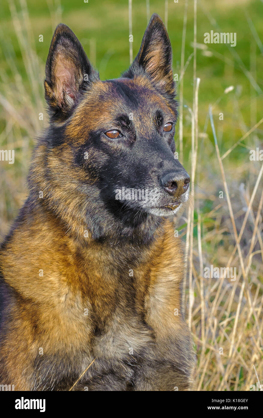 Eine belgische Malinoises Hund saß in einer Wiese während ein Hund training Stockfoto