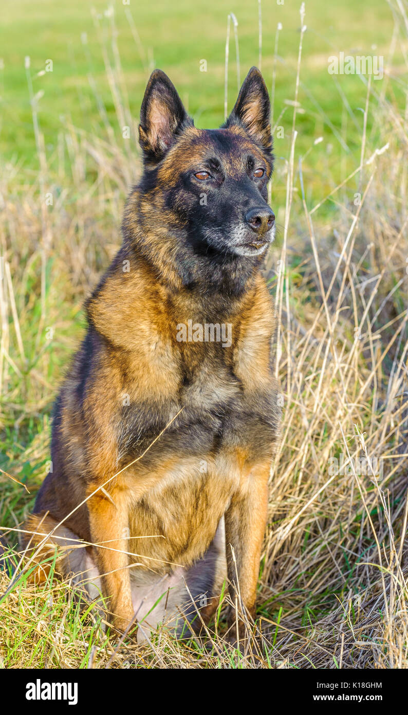 Eine belgische Malinoises Hund saß in einer Wiese während ein Hund training Stockfoto
