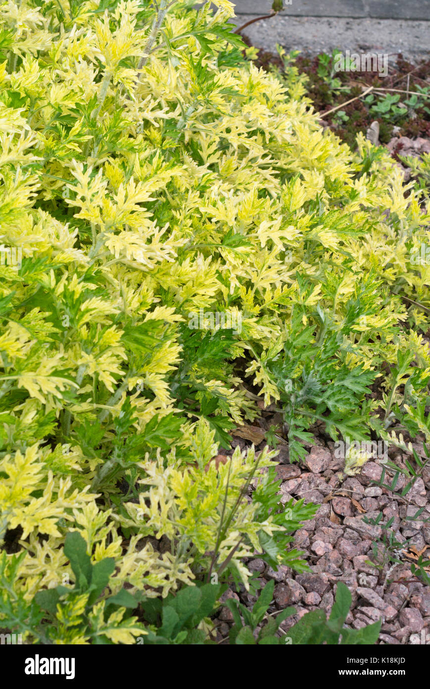 Gemeinsame Beifuß (Artemisia vulgaris 'Oriental limelight') Stockfoto