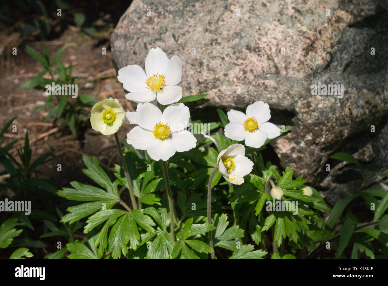 Snowdrop Anemone (Anemone sylvestris) Stockfoto