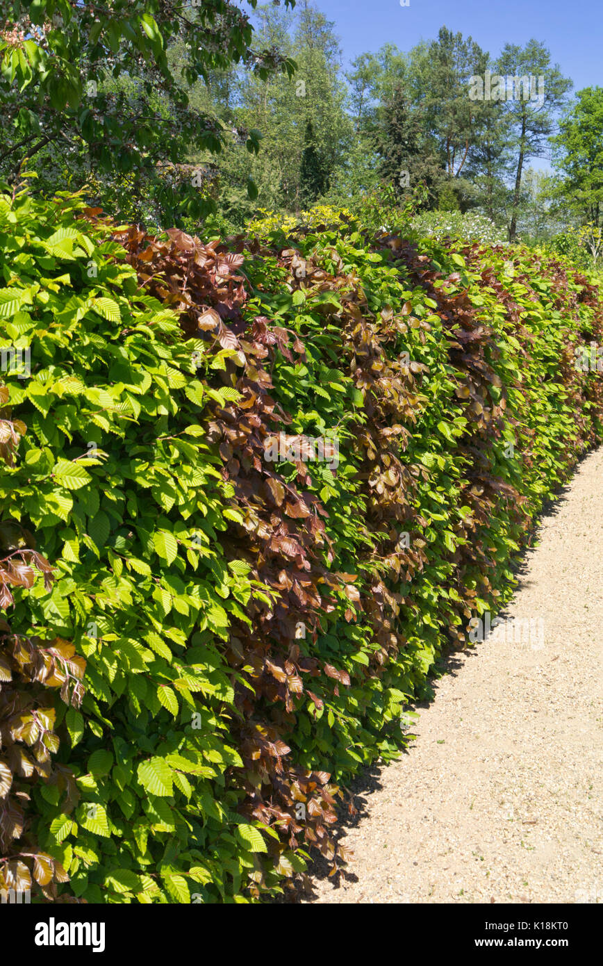 Gemeinsame Hainbuche (Carpinus betulus) und Rotbuche (Fagus sylvatica