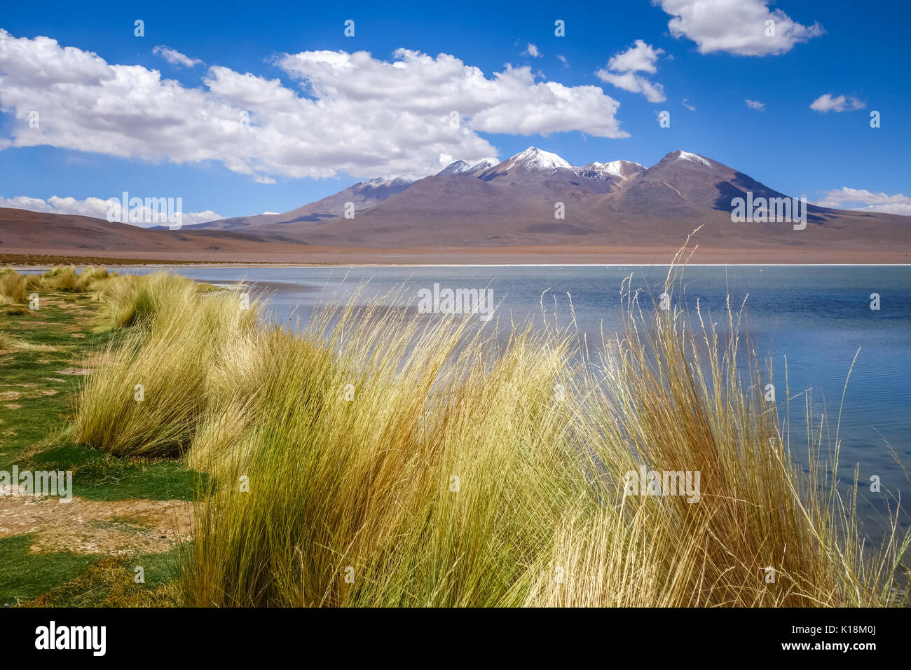 Altiplano Laguna im Sud Lipez Reserva Eduardo Avaroa, Bolivien Stockfoto