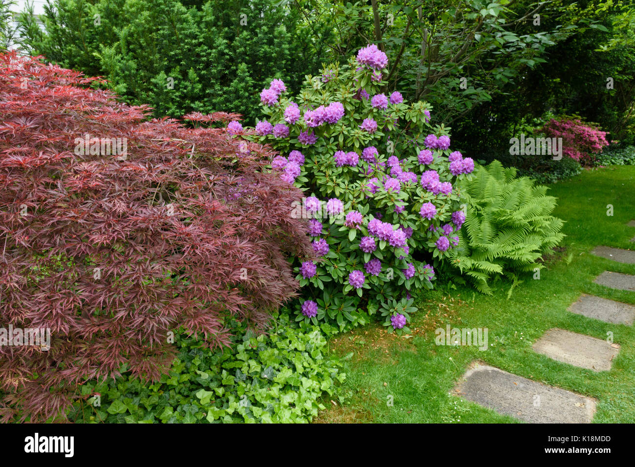Japanischer Ahorn (Acer palmatum 'dissectum Garnet'), Rhododendron (Rhododendron) und Strauß Farn (Matteuccia struthiopteris) Stockfoto