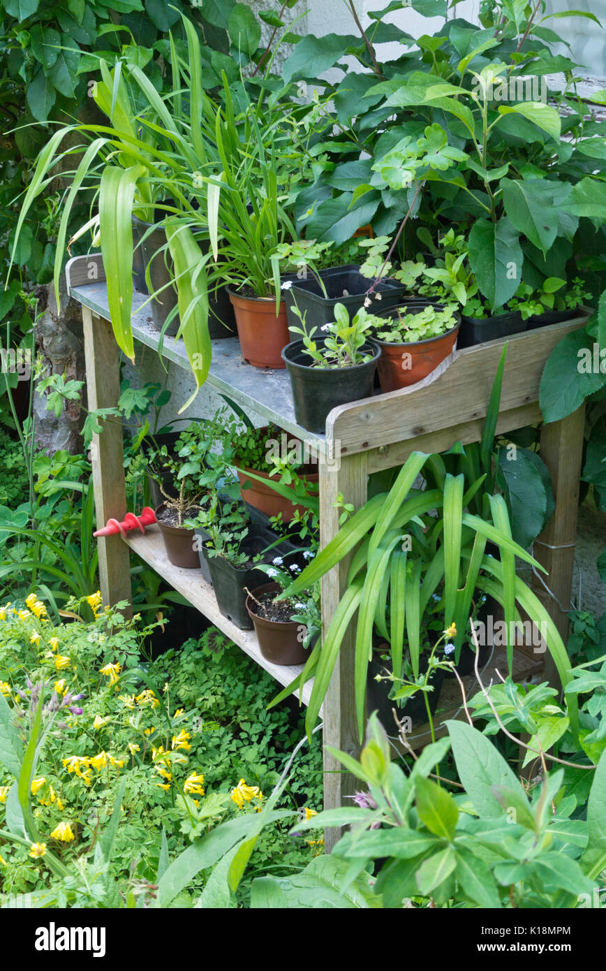 Arbeitstisch mit Pflanzen in Blumentöpfen Stockfoto