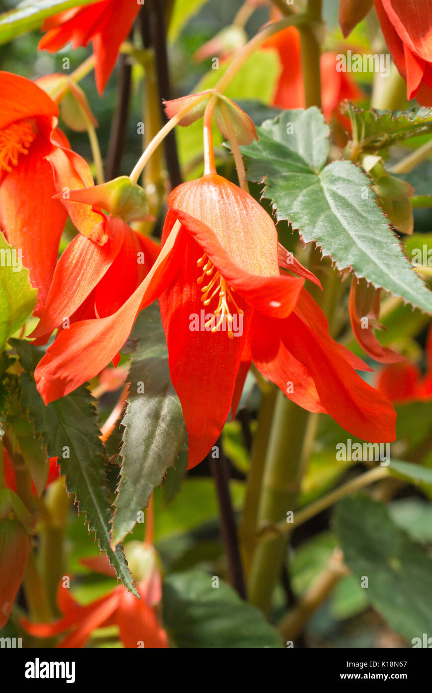 Begonien (Begonia boliviensis) Stockfoto