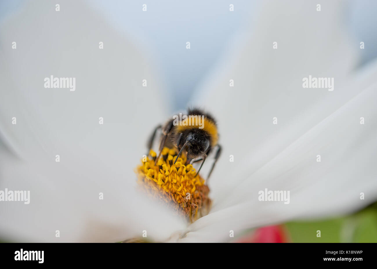 Eine Hummel Nektar sammeln mit seinen scharfen Zunge, eine weiße Blume Stockfoto