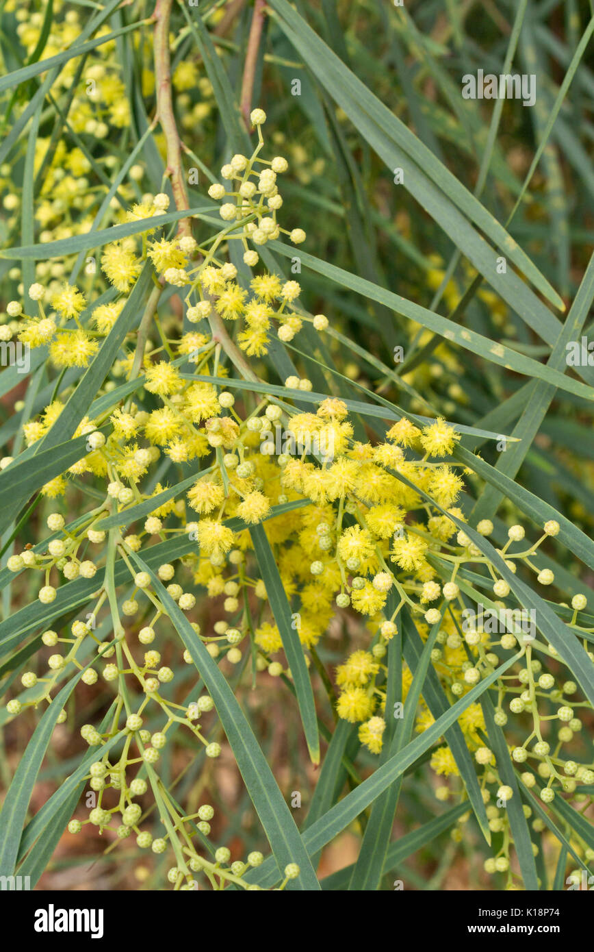 Hakea wattle (Acacia hakeoides) Stockfoto