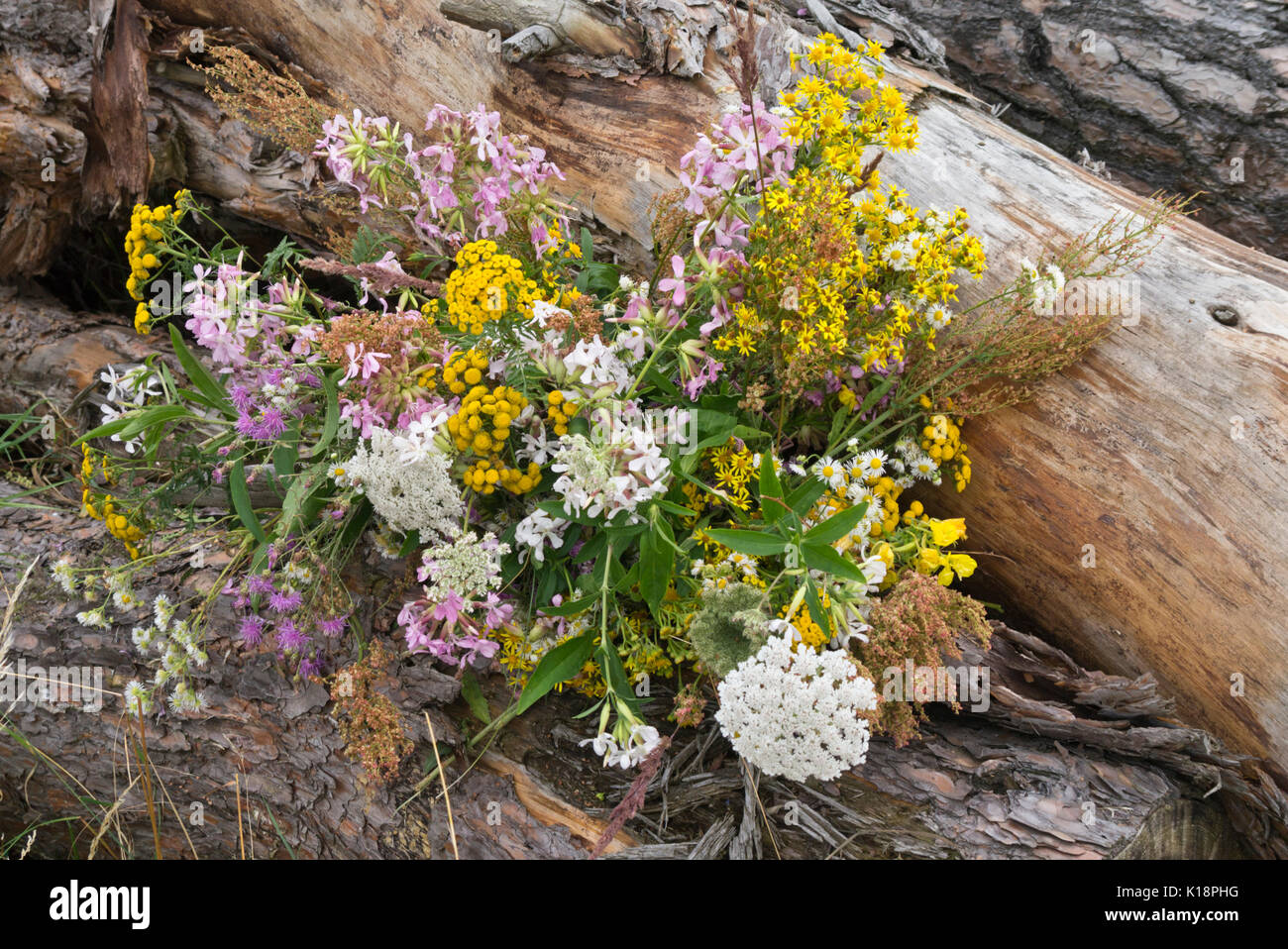 Gemeinsame Rainfarn (tanacetum vulgare), oxeye Daisy (Leucanthemum vulgare) und gemeinsame Soapwort (Saponaria officinalis) in einem Blumenstrauß Stockfoto