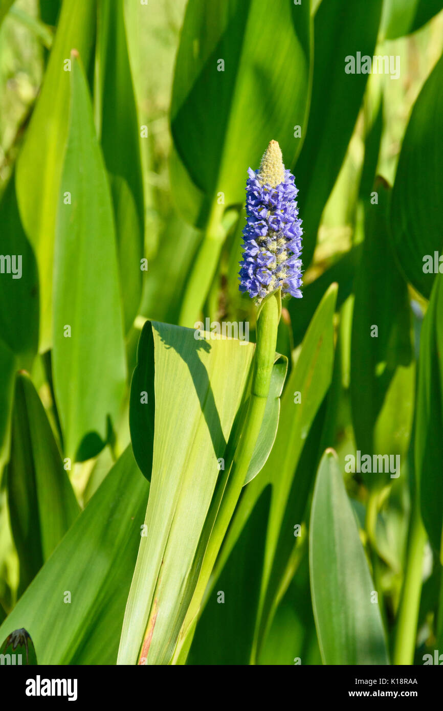 Pickerel Unkraut (pontederia cordata) Stockfoto