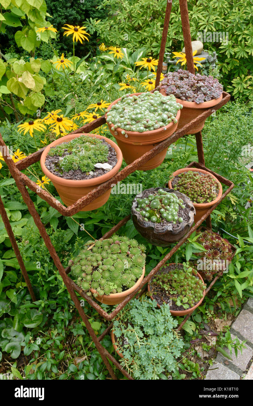 Houseleeks (sempervivum) in Blumentöpfe auf einem rostigen Etagere. Design: Marianne und Detlef lüdke Stockfoto