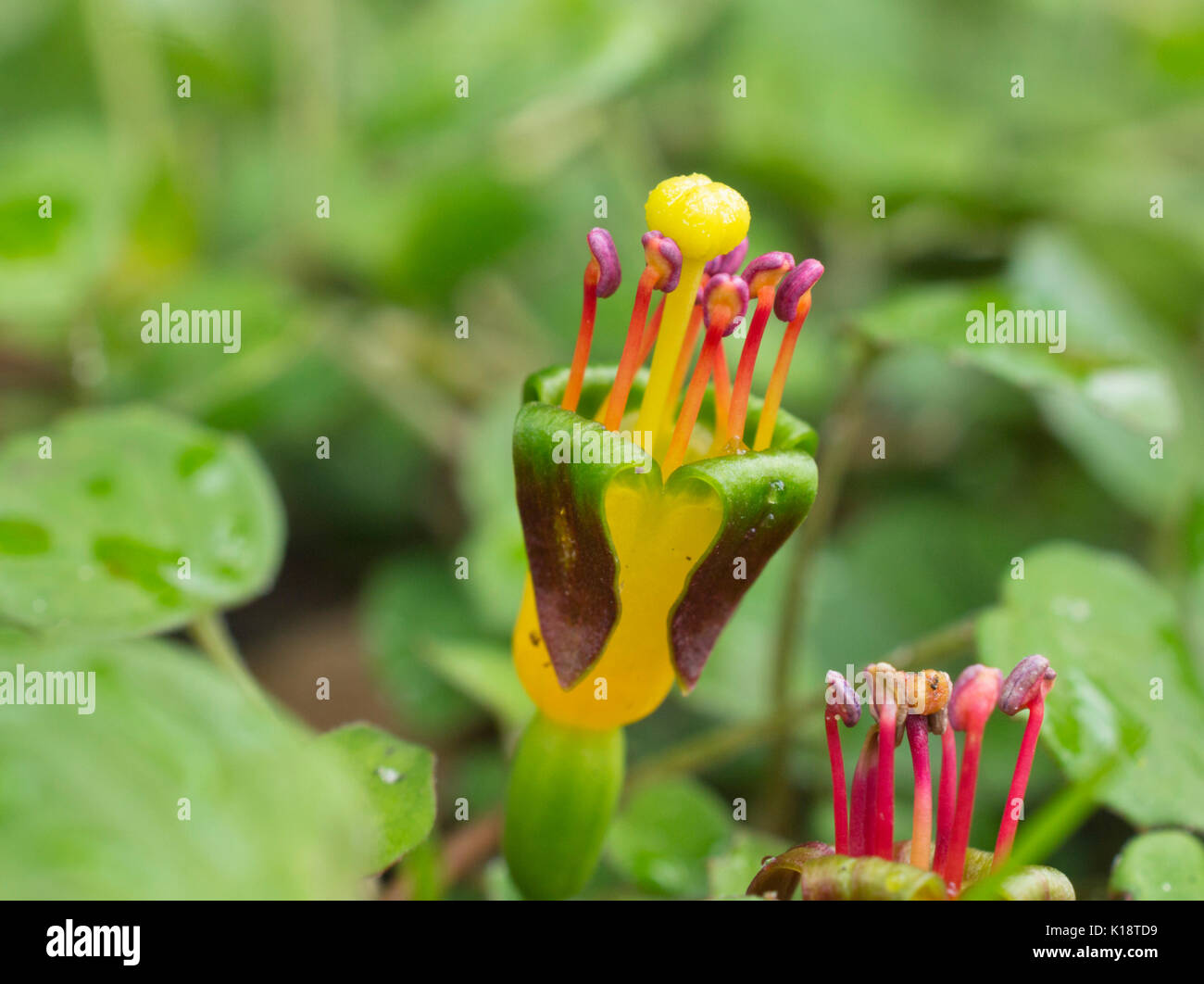 Schleichende fuchsia (pinkfarbene procumbens) Stockfoto