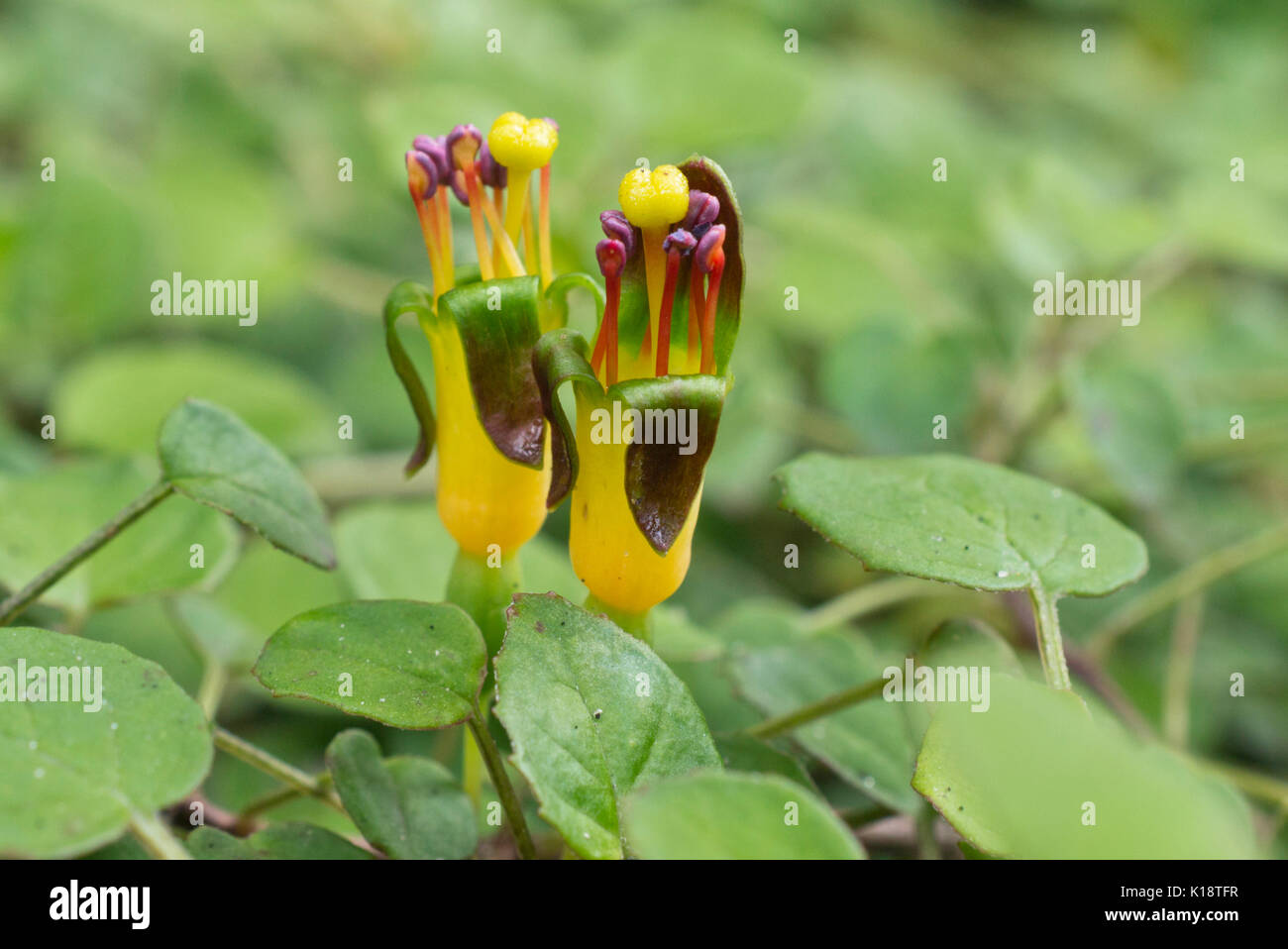Schleichende fuchsia (pinkfarbene procumbens) Stockfoto