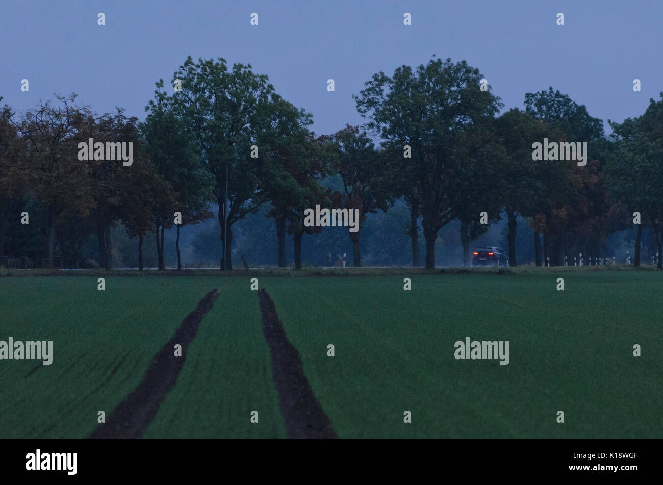 Avenue in der Dämmerung, Land Brandenburg, Deutschland Stockfoto