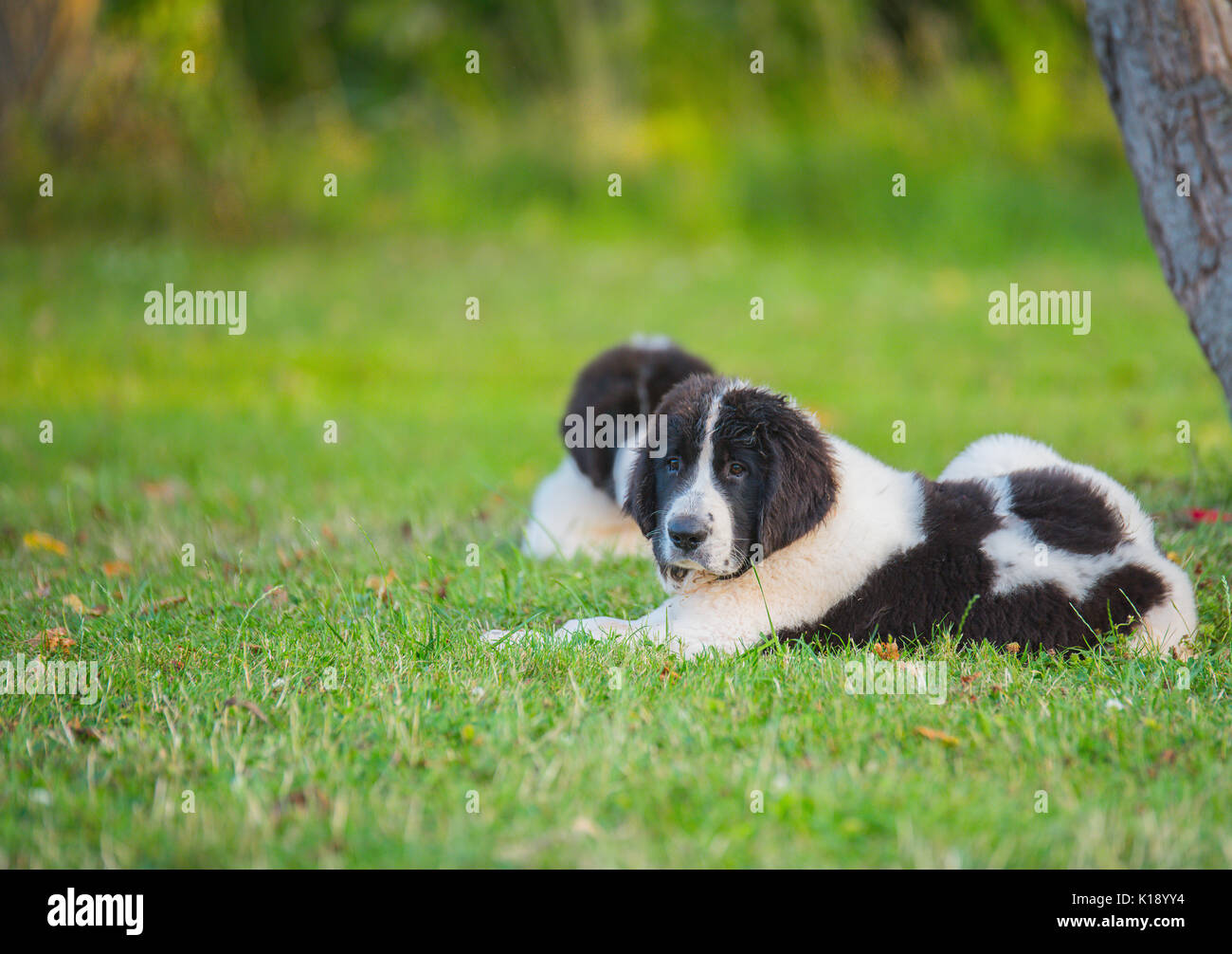 Landseer hunde Welpen Stockfoto